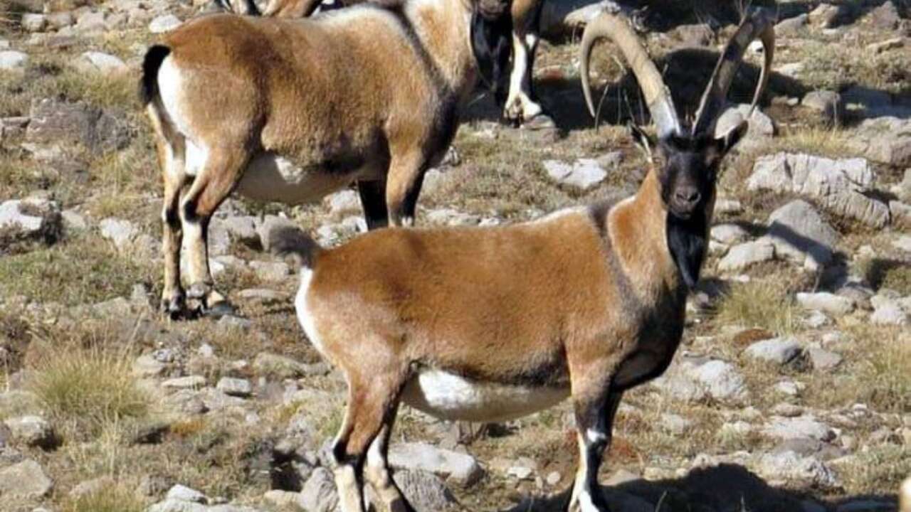 Akseki’de Yaban Keçisi Popülasyonu Artıyor 1